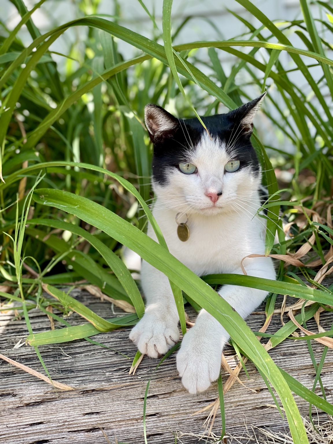 Black-and-white cat photographed among leaves