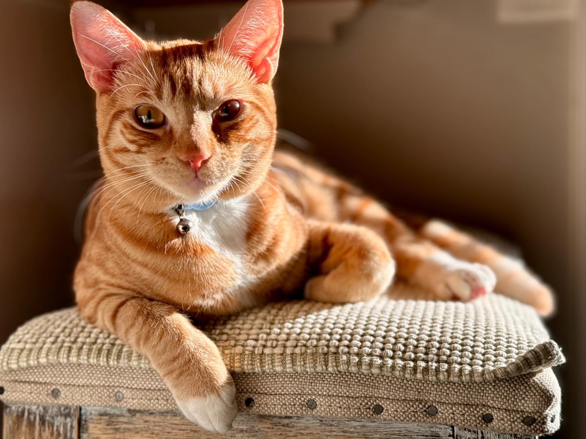 Orange cat looking directly at the camera