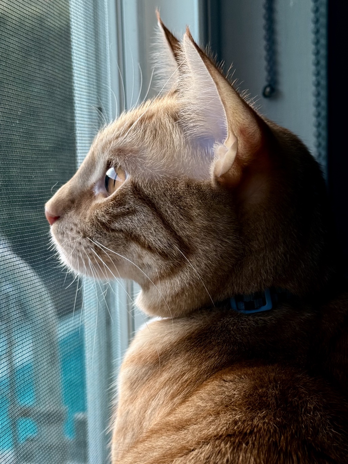 Cat looking out a window