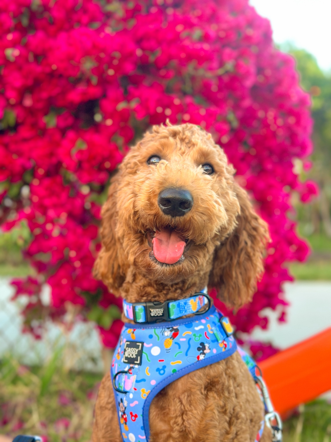 Portrait of a dog framed by bougainvillea flowers