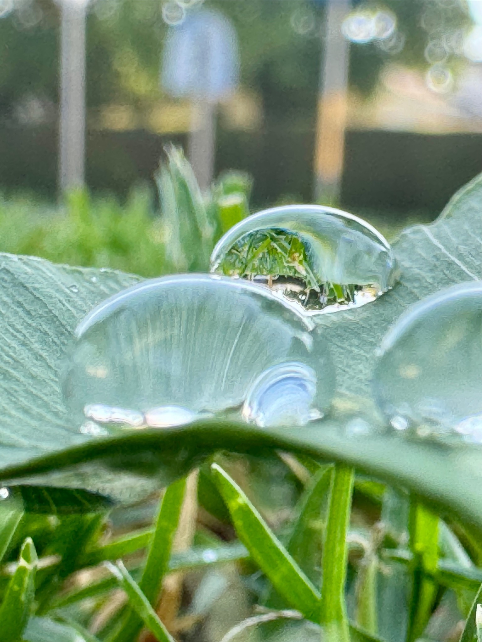 Water droplet resting on a leaf