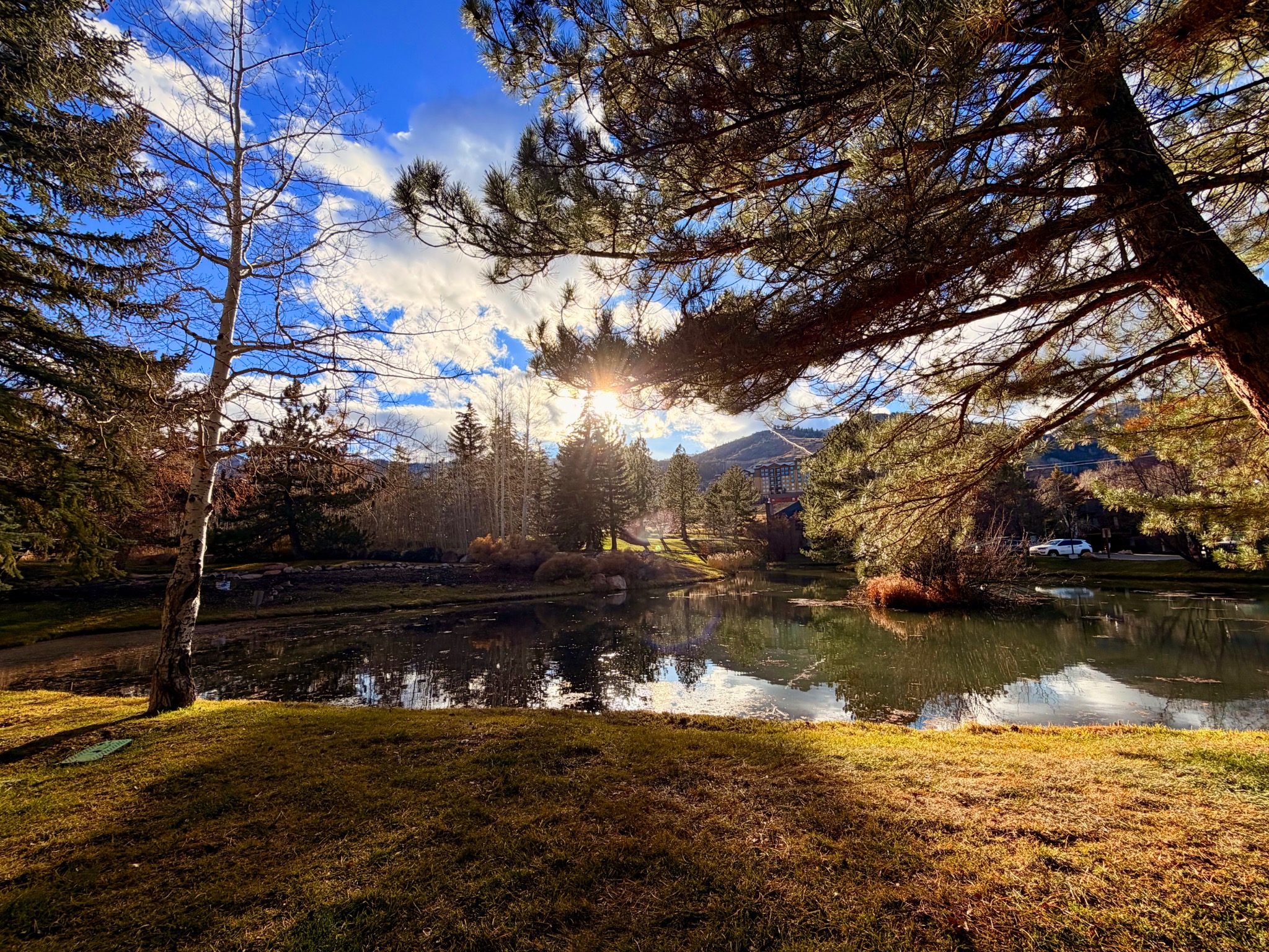 Trees reflected in a pond